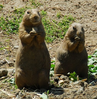 Two Prairie Dogs Playing The Harmonica