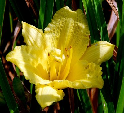 Yellow Day Lily