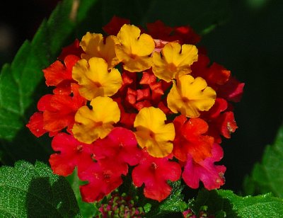 Lantana