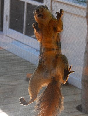 Can Your Squirrels Do This?