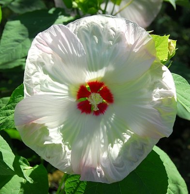 White Hibiscus