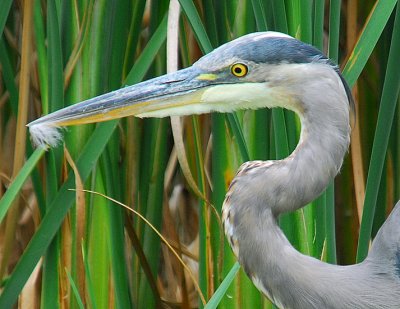 Great Blue Heron With Feather