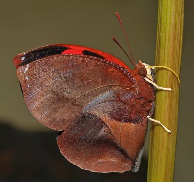 Scarlet Leafwing II 