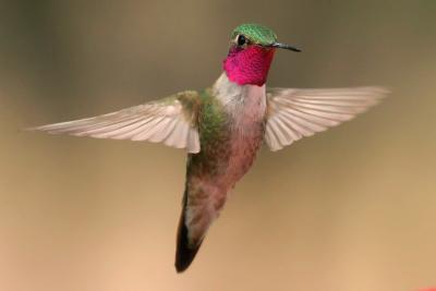 Male broad tailed hummer