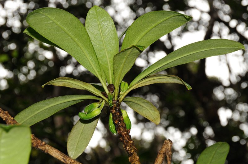 Clermontia Lindseyana
