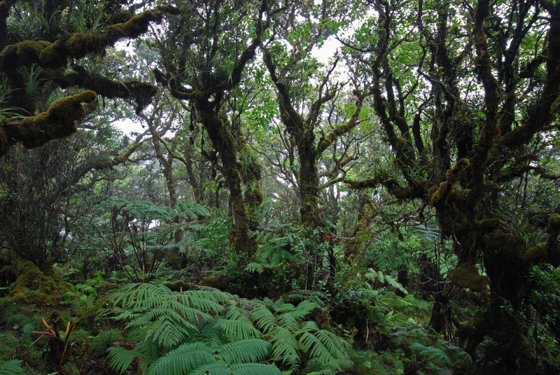 Cloudforest