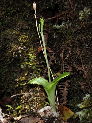 Liparis Hawaiensis