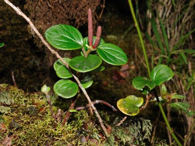 Peperomia Sp.