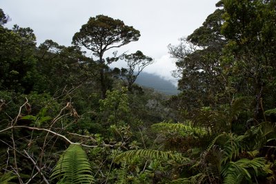 Upper Hanawi Forest