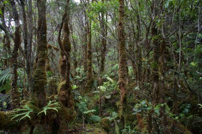 Middle Hanawi Forest