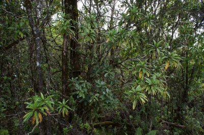 Clermontia Arborescens