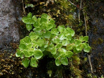 Pilea