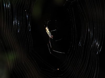 Tetragnatha sp?