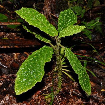Cyanea Tritomantha