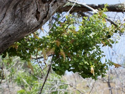 Stenogyne Microphylla