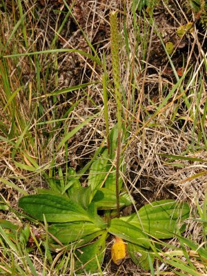 Plantaginaceae (Plantain Family) - Laukahi