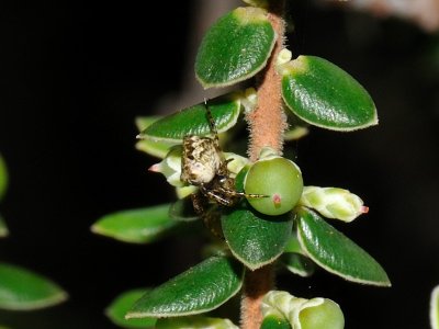 Kipuka Ahiu Spider