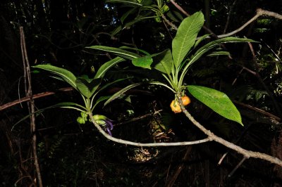 Clermontia Waimeae - Kilohana