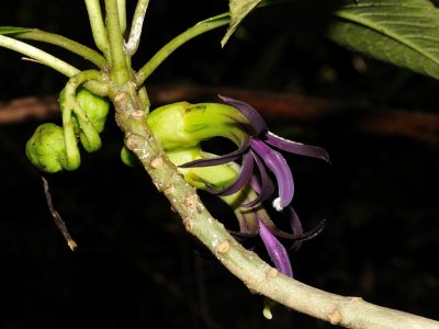 Clermontia Waimeae