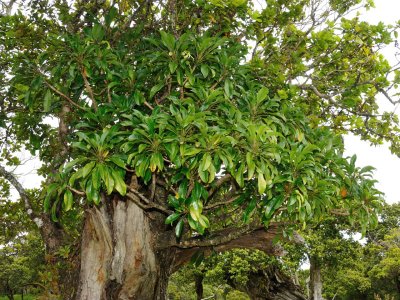 Clermontia Singuliflora