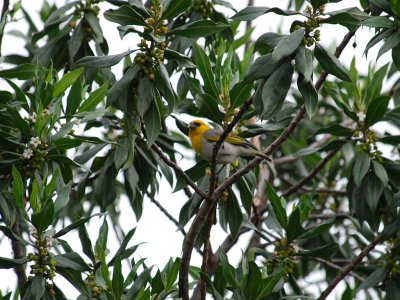 Palila Feeding On Naio Fruit