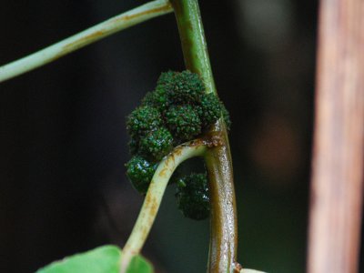 Flowering Structure