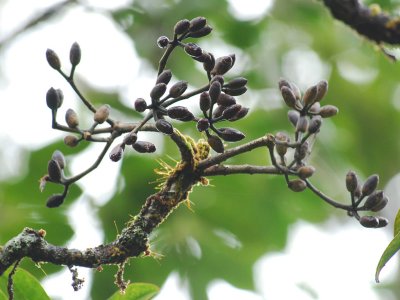 'Ohe Mauka Fruits