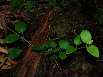 Elongated, Smooth Flat Leaves