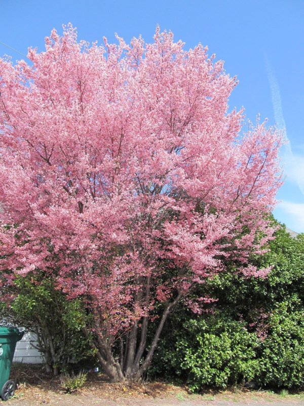 flowering tree - springtime beauty