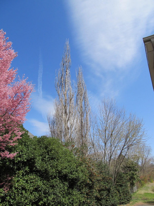  BEAUTY OF SPRINGTIME