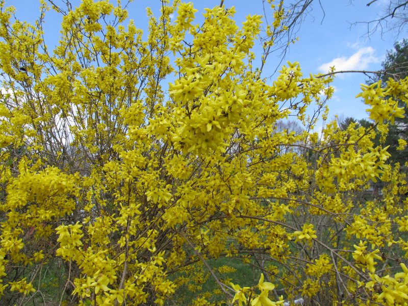 BEAUTIFUL YELLOW FORSYTHIA  