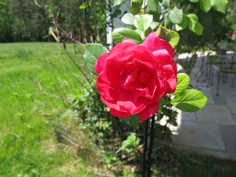  Waiting  for another bloom