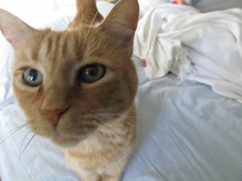 KITTY BABY