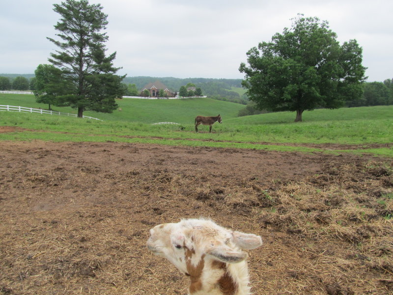 LLAMA, THE DONKEY, A MANSION AND THE BLUE RIDGE MOUNTAINS. 