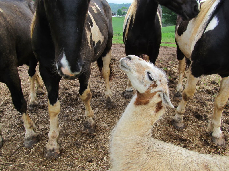 They all want my attention  