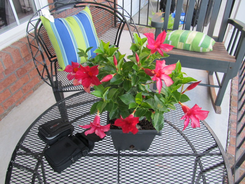 THERESAS FLOWERS