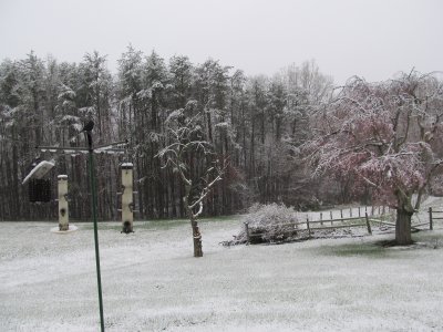 bird feeders 