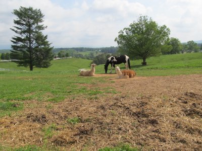 Llama and horse at play