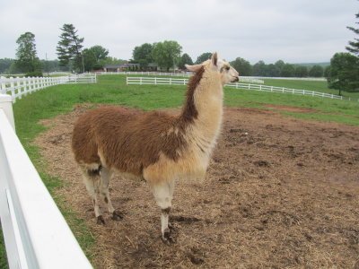 THIS IS ME   A  LLAMA  ! 