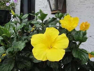 yellow hibiscus