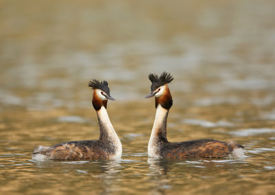 Great crested grebe-Podiceps cristatus