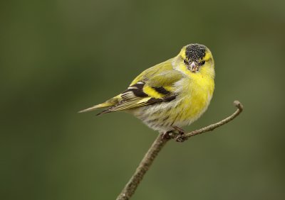 Siskin-Carduelis spinus-male