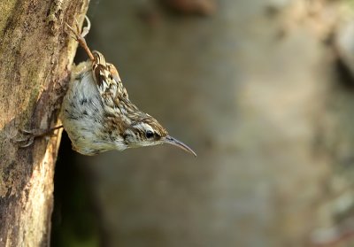 Short-toed treecreeper-Certhia brachydactyla