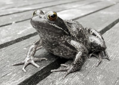 Common frog-Rana temporaria