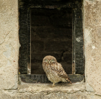 Little owl - Athene noctua