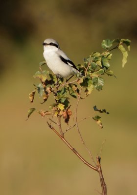 Great grey shrike-Lanius excubitor