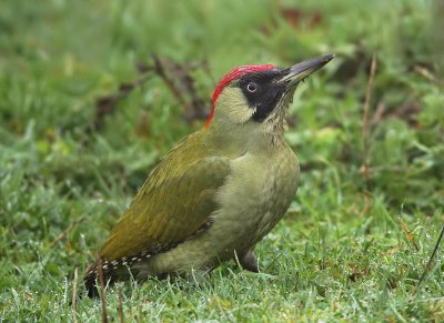 Green Woodpecker -Picus viridis