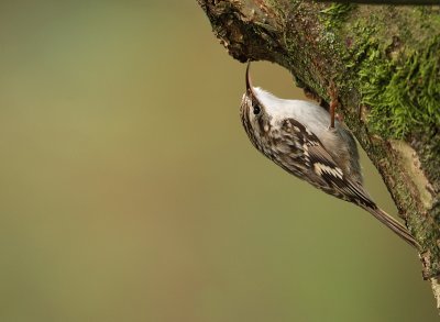 Short-toed treecreeper-Certhia brachydactyla