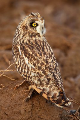 Short-eared owl-Asio flammeus