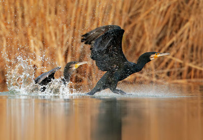 Cormorant-Phalacrocorax carbo